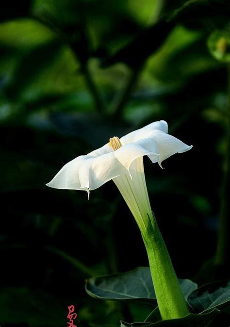 黑色曼陀羅彼岸花|黑色曼陀罗花语与传说（探秘神秘的黑曼陀罗之美）